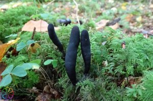 Xylaria longipes